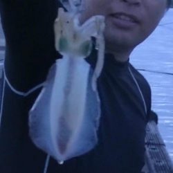 アオリイカと太刀魚好調